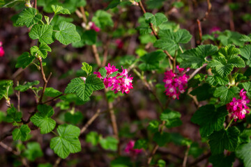Rhododendron hirsutum flower growing in mountains, macro