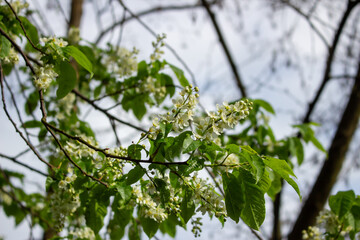 White blossoming apple trees in the sunset light. Spring season, spring colors.