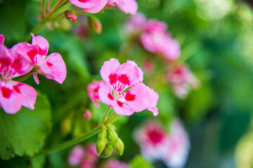 Flower of the genus Pelargonium,