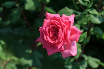 Beautiful pink rose bloom in a colorful garden filled with lush greenery during a sunny afternoon in spring