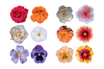Collection of colorful flowers with transparent background, vibrant and pleasing to the eye
