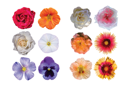 Collection of colorful flowers with transparent background, vibrant and pleasing to the eye