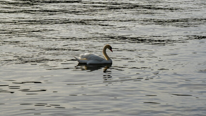 A white swan enjoying the swim in a lake