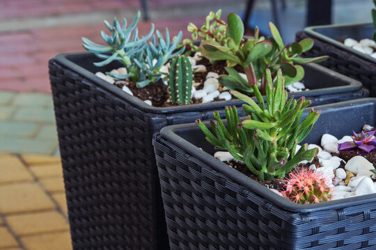 Close-up of decorative succulents and small cacti planted in modern black wicker pots on a patio. Urban gardening and landscaping concept.