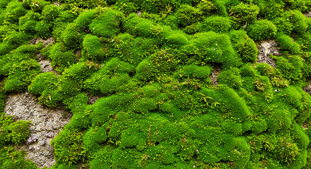 A close up shot of bright green moss growing on a tree bark surface in a natural environment scene
