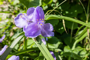 Dreimasterblume