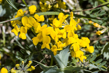 Gewöhnlicher Hufeisenklee (Hippocrepis comosa)