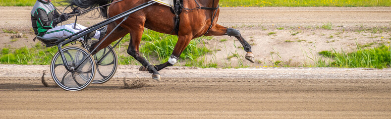 Equestrian sport. Horizontal photo banner. Copy space for your text. Horses compete in harness...