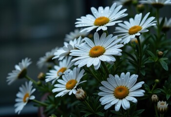 Fresh daisies with raindrops glistening on their petals in a garden