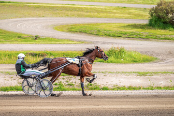 Equestrian sport. Horizontal photo banner. Copy space for your text. Horses compete in harness...