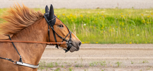 Equestrian sport. Copy space for your text. Portrait of a horse in motion