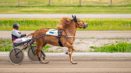 Equestrian sport. Horizontal photo banner. Copy space for your text. Horses compete in harness...