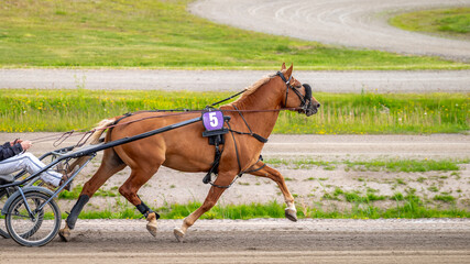Equestrian sport. Horizontal photo banner. Copy space for your text. Horses compete in harness...