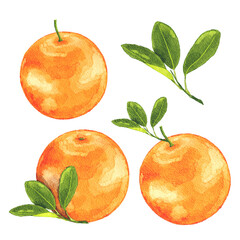 Watercolor oranges fruit set for summer or tropical theme element.