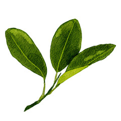 Watercolor orange fruit leaves illustration