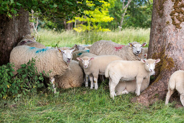 Group of farm sheep, countryside of Newbury, Berkshire of England, Summer daytime, uk