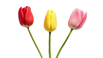 Colorful tulips diagonal layout – isolated on transparent background