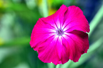 close-up of a Silene flower in a garden during spring