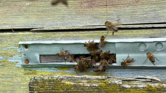 Bees crawling near a wooden hive structure, displaying active movement, pollination dynamics, and useful for bee ecology or agriculture visuals.