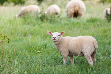 Group of farm sheep, countryside of Newbury, Berkshire of England, Summer daytime, uk
