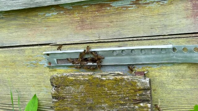 A group of bees returns to their hive entrance after collecting nectar, showcasing pollination activity and bee behavior, useful for ecological content.