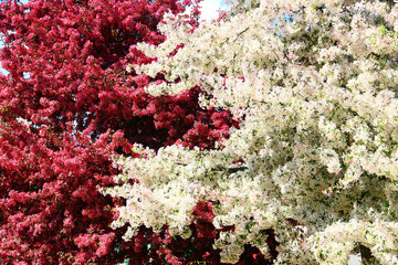 Flowering crabapple trees with white and deep pink blossoms in full spring bloom