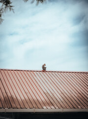 monkey on roof