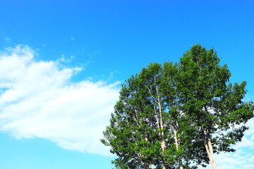青空と白い雲と深緑の木