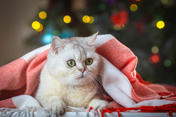 Cozy cat under red blanket with christmas lights