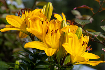 Yellow lily, close-up, Lilium Classic Joy