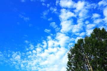 青空と白い雲と深緑の木