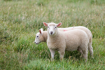 Obraz premium Group of farm sheep, countryside of Newbury, Berkshire of England, Summer daytime, uk
