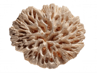 Exquisite Coral Specimen A Detailed Look at the Intricate Structure of a Unique Marine Skeleton