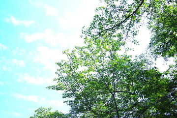 桜の新緑が美しいさわやかな朝