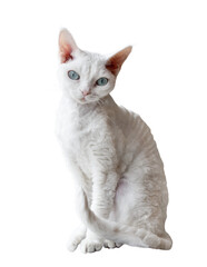 White Devon Rex cat with blue eyes isolated cutout on transparent
