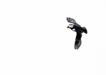 puffin in flight
