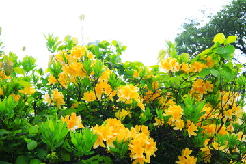 黄色が美しいキレンゲツツジ