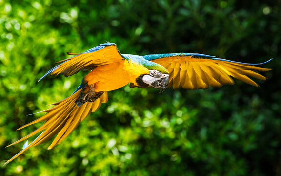 Blue-and-yellow macaw, Ara ararauna, bird in flight - Powered by Adobe
