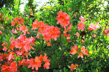 高原のレンゲツツジ