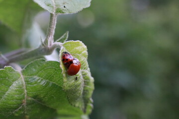 Fototapeta premium Mating ladybugs