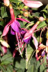 Close up of a pink fuchsia flower plant
