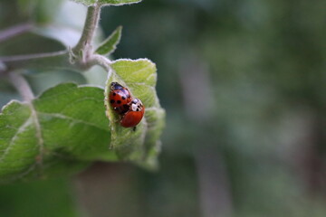 Mating ladybugs