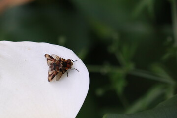 Mating tachinid flies