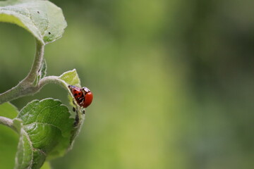 Mating ladybugs