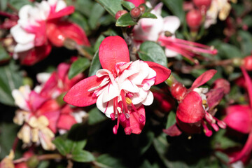 Close up of a pink fuchsia flower plant