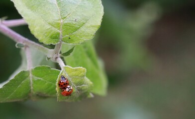 Mating ladybugs