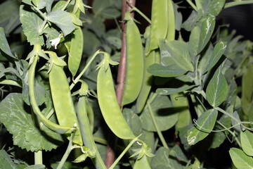 Close up of mange tout peas growing on the plant in a garden vegetable patch