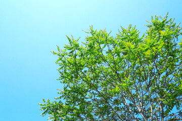 青空に映える新緑