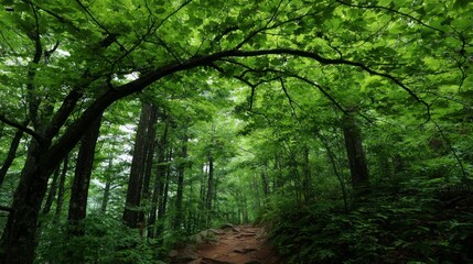 Obraz premium Forest canopy scenic path under green trees in natural light