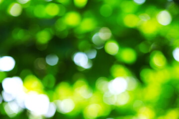 光をぼかした緑の背景素材